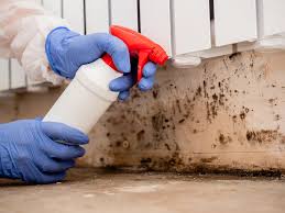 Best Black Mold Removal  in Cumberland Hill, RI